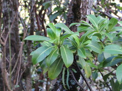 Psychotria mariniana