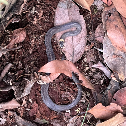 White-crowned Snake sighting