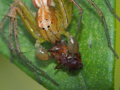 Oxyopes
