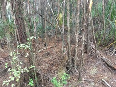 Leucopogon fasciculatus