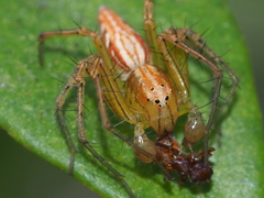 Oxyopes