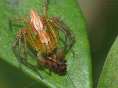 Oxyopes