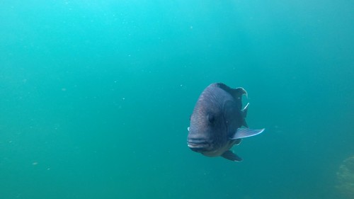 Giant Damselfish