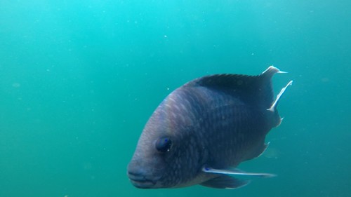 Giant damselfish (Microspathodon dorsalis) — Pomacentridae — 5