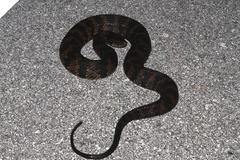 Nerodia fasciata × clarkii