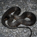 Banded Watersnake × Saltmarsh Snake - Photo (c) J.D. Willson, some rights reserved (CC BY-NC), uploaded by J.D. Willson