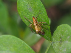 Oxyopes