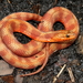 Mangrove Saltmarsh Snake - Photo (c) J.D. Willson, some rights reserved (CC BY-NC), uploaded by J.D. Willson