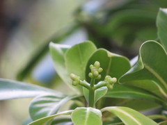 Psychotria mariniana