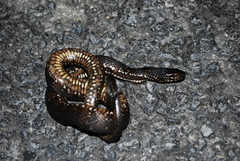 Nerodia fasciata × clarkii