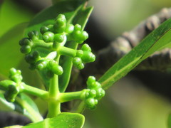 Psychotria mariniana