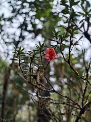 Rhododendron quadrasianum, photograph author not stated, no rights reserved