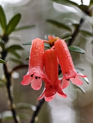 Rhododendron quadrasianum, photograph author not stated, no rights reserved