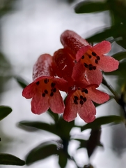 Rhododendron quadrasianum, photograph author not stated, no rights reserved