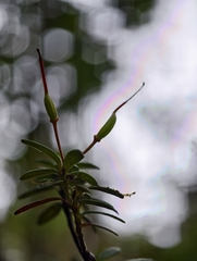 Rhododendron quadrasianum, photograph author not stated, no rights reserved