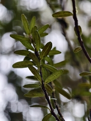 Rhododendron quadrasianum, photograph author not stated, no rights reserved