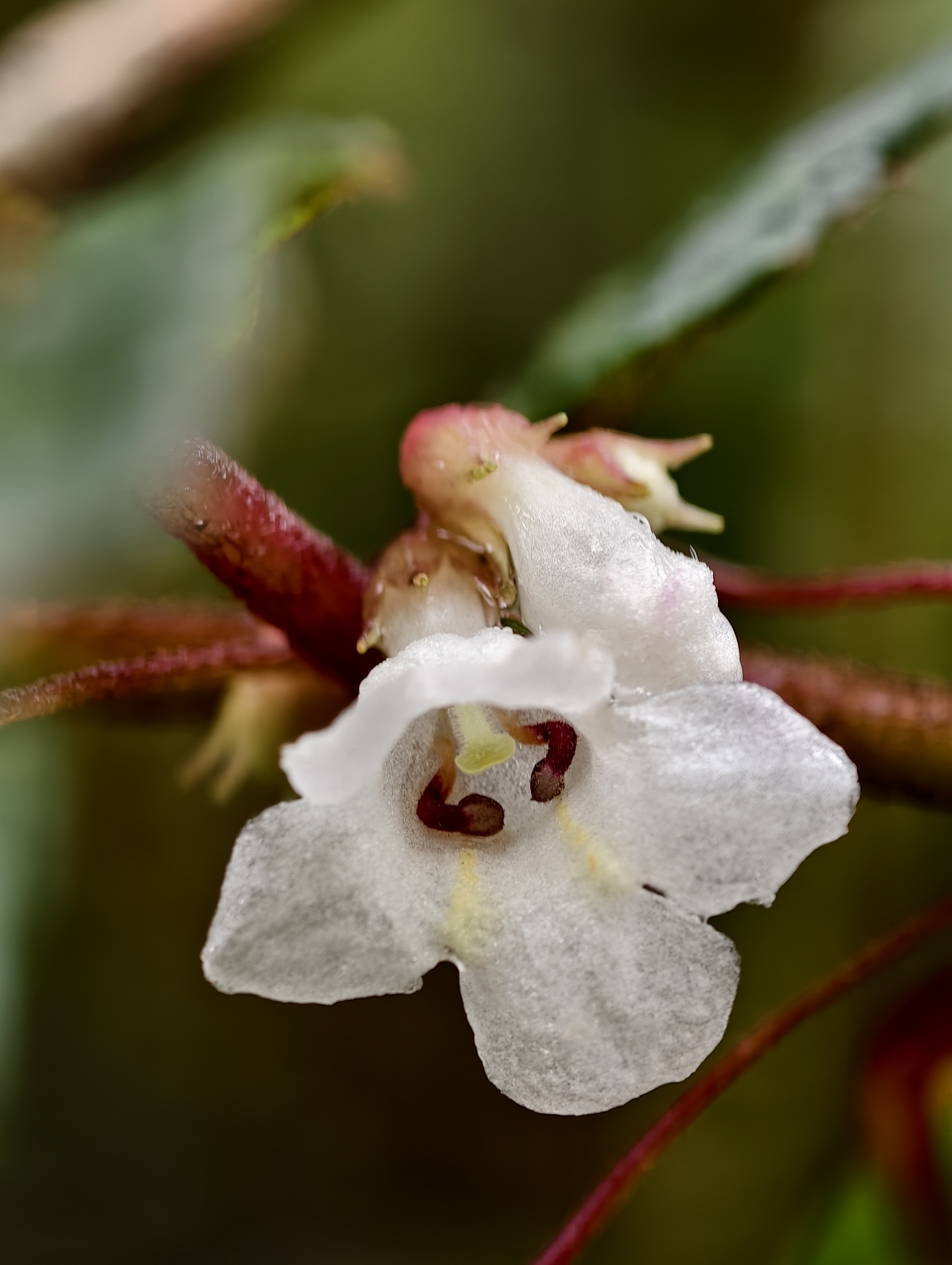 Cyrtandra plectranthiflora