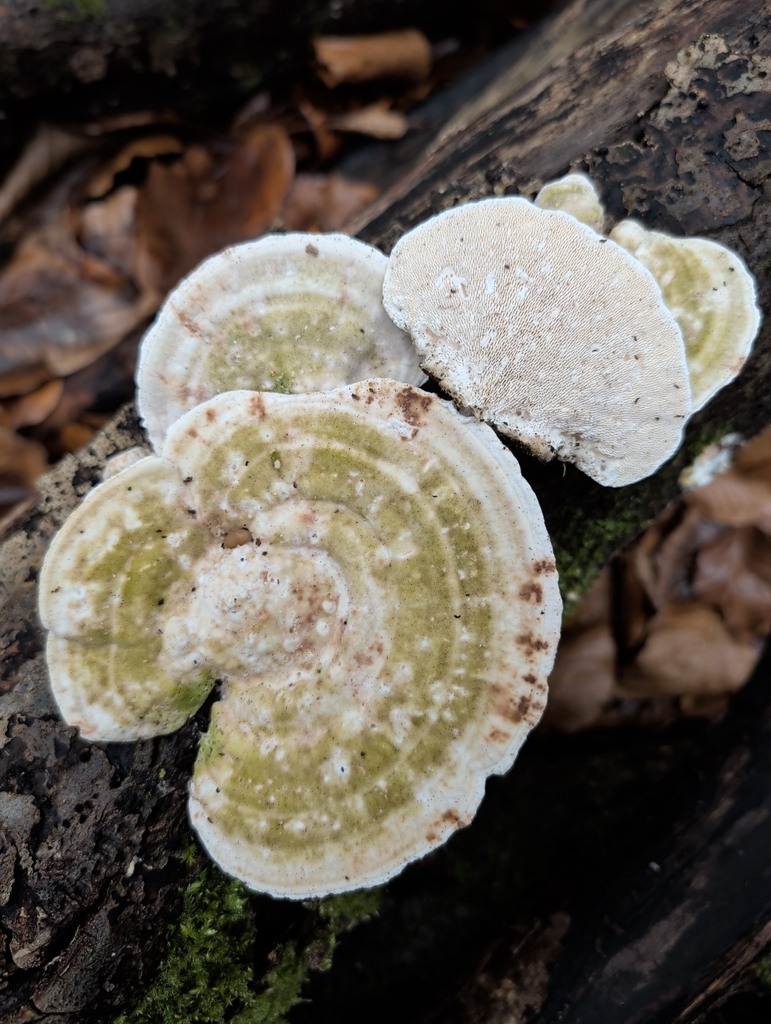 Trametes gibbosa · December 2025 · photo: © vincent_b (iNaturalist, cc-by)