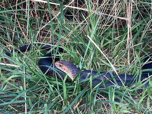Lowlands Copperhead sighting