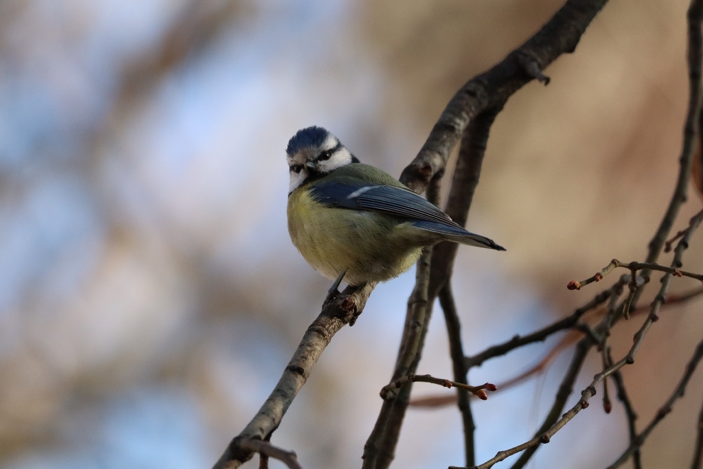 Mésange bleue