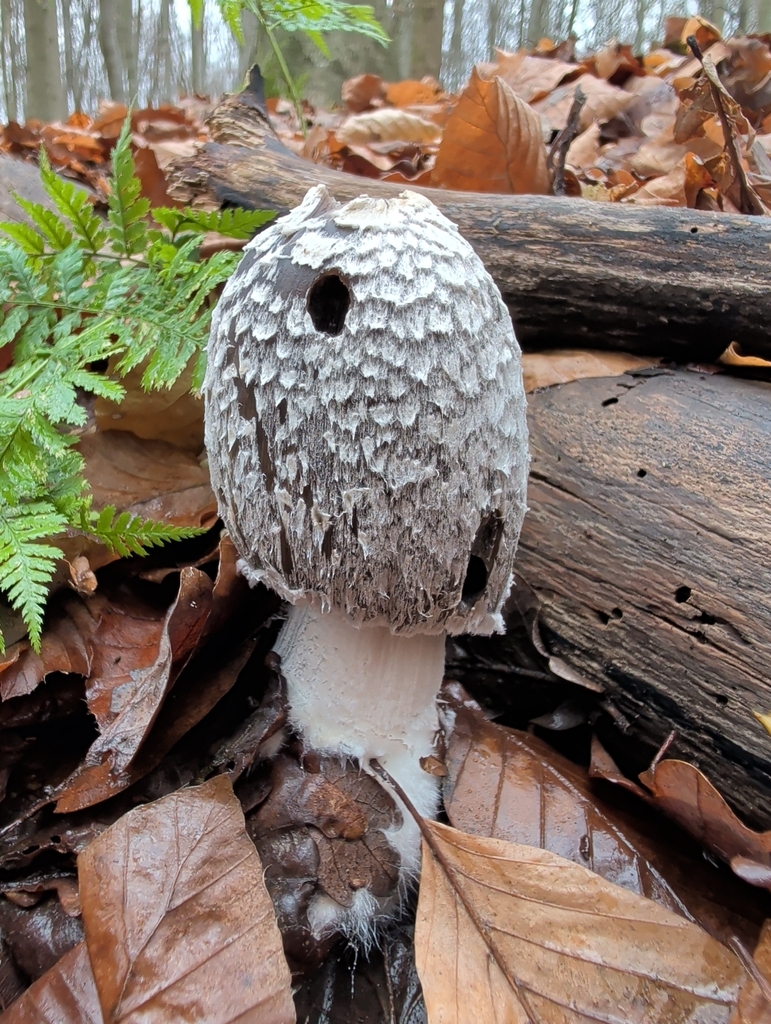 Coprinopsis picacea · December 2025 · photo: © vincent_b (iNaturalist, cc-by)