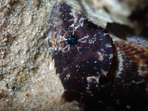 Scorpaenodes guamensis observed 2025-12-10