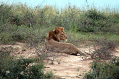 Panthera leo image