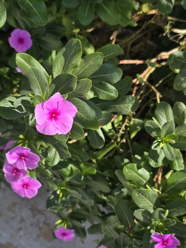 Madagascar Periwinkle