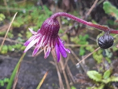 Senecio formosus