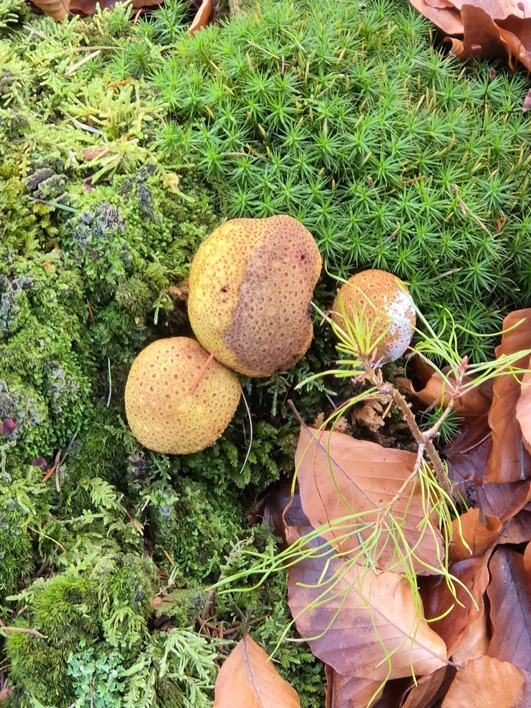 Scleroderma citrinum · December 2025 · photo: © mattnewnham (iNaturalist, cc0)