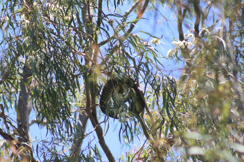 Coastal Carpet Python sighting