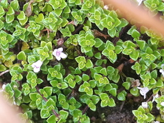 Clinopodium nubigenum