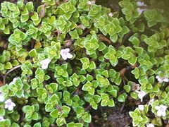 Clinopodium nubigenum
