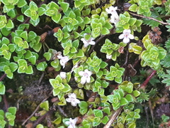 Clinopodium nubigenum