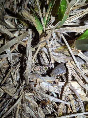 Marsh Snake sighting