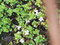 Clinopodium nubigenum