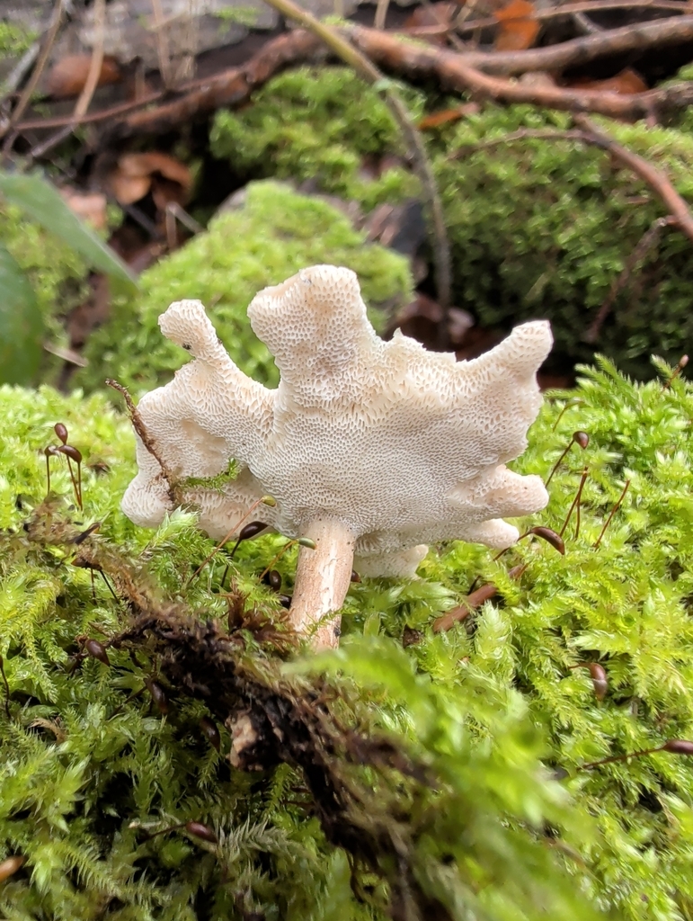 Lentinus brumalis · December 2025 · photo: © vincent_b (iNaturalist, cc-by)