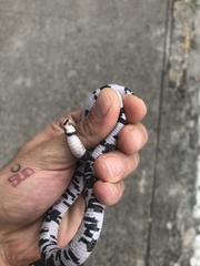 Amphisbaena fuliginosa bassleri