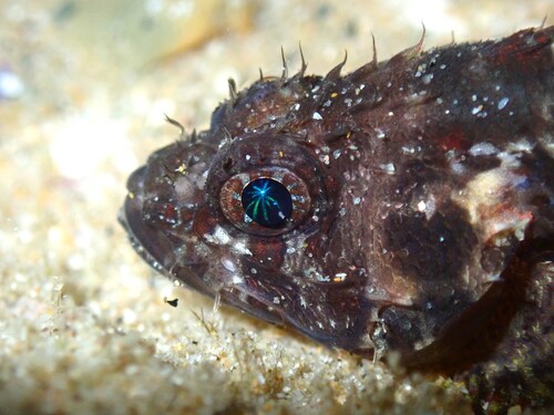 Scorpaenodes guamensis observed 2025-12-10