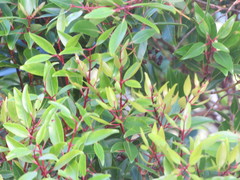 Metrosideros tremuloides