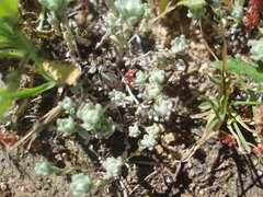 Stylocline gnaphaloides
