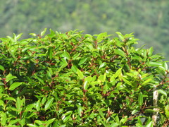 Metrosideros tremuloides