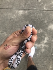 Amphisbaena fuliginosa bassleri