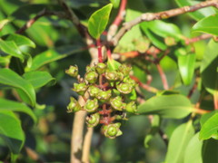 Metrosideros tremuloides