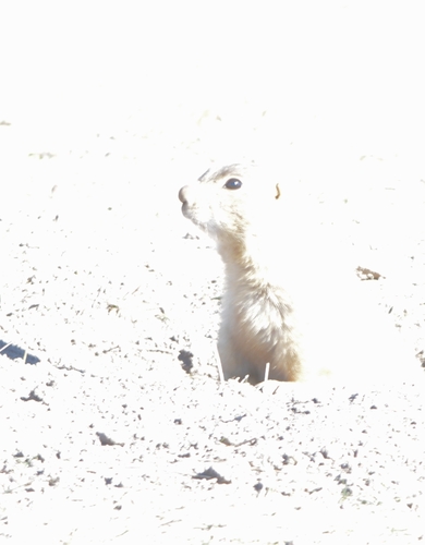 Gunnison's Prairie Dog observed by filee14