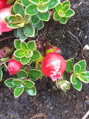 Disterigma empetrifolium