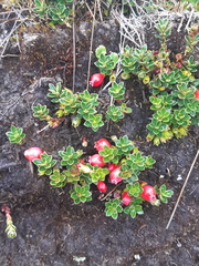 Disterigma empetrifolium