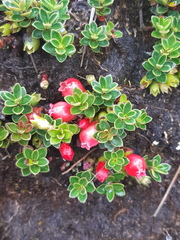 Disterigma empetrifolium