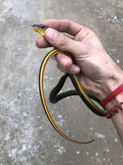 Chironius multiventris