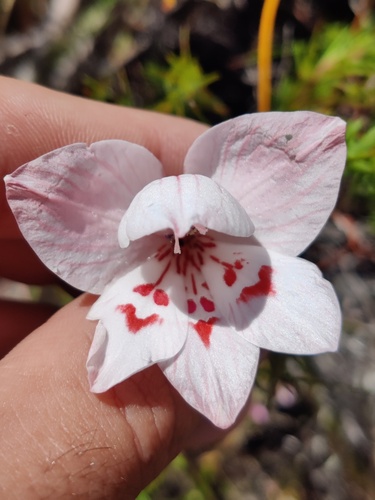 Painted Lady (Gladiolus debilis)